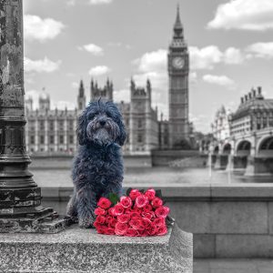 Big Ben Dog Postcard